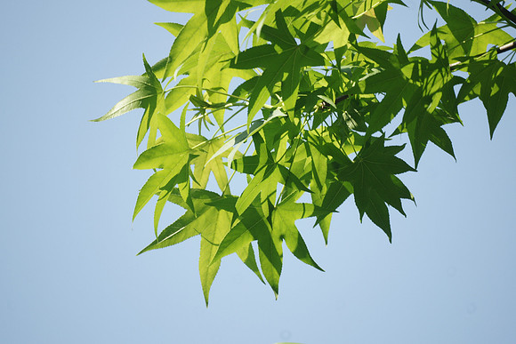 Sweetgum leaves, Central Park