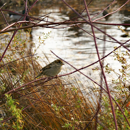 Sparrow, Turtle Pond