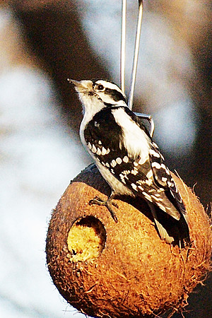 female Downy Woodpecker