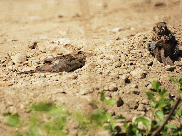 House Sparrows dust-bathing, NY Botanical Garden