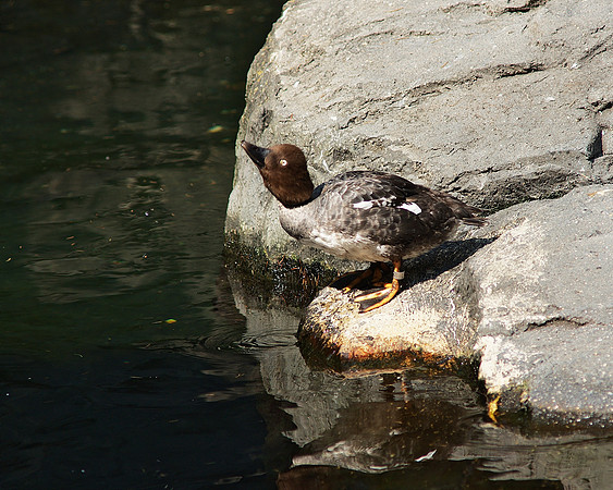 Goldeneye Duck