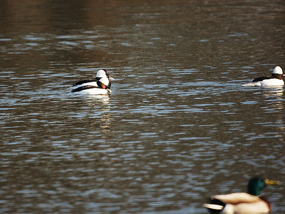 Buffleheads