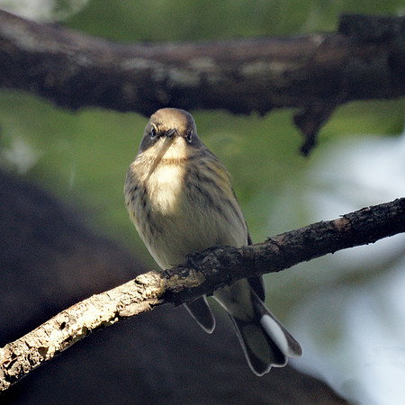 Confusing Fall Warbler