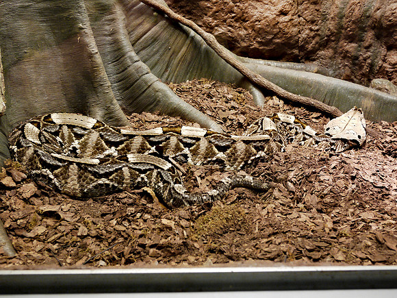 Gabon Viper, Museum of Natural History