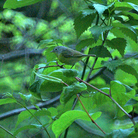 Nashville Warbler, Central Park