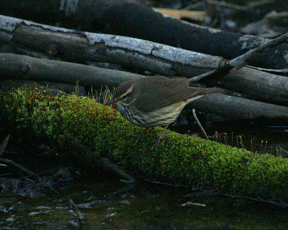 Northern Waterthrush, Central Park