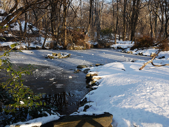 Azalea Pond, Central Park