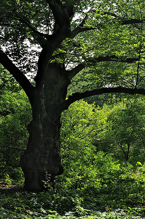 Just past Greywacke Arch, Central Park