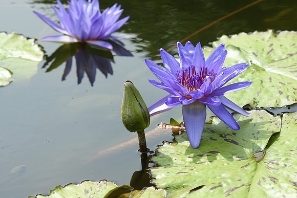 Water Lilies, Brooklyn Botanic Garden