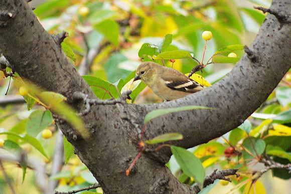 American Goldfinch, Autumn