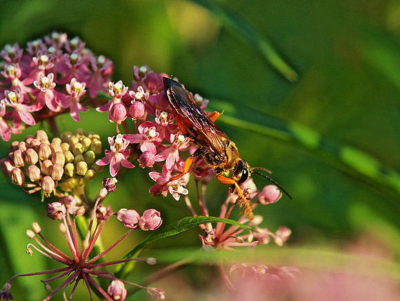 Great Golden Digger Wasp, Central Park, NY
