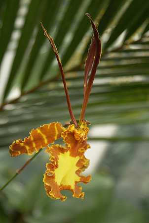 Psychopsis Kahili