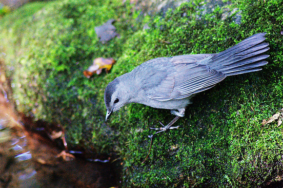catbird