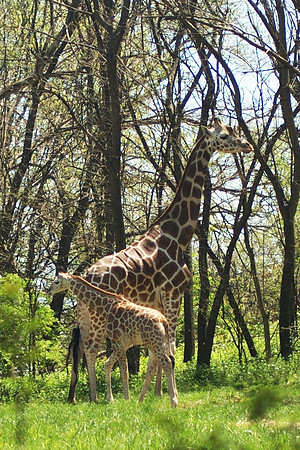 Baby Giraffe and parent