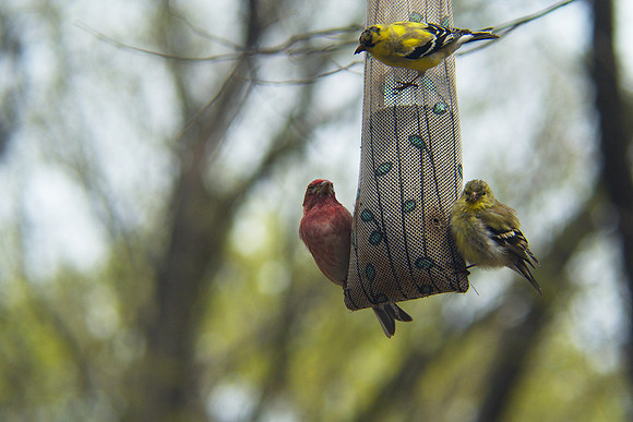 composition with finches