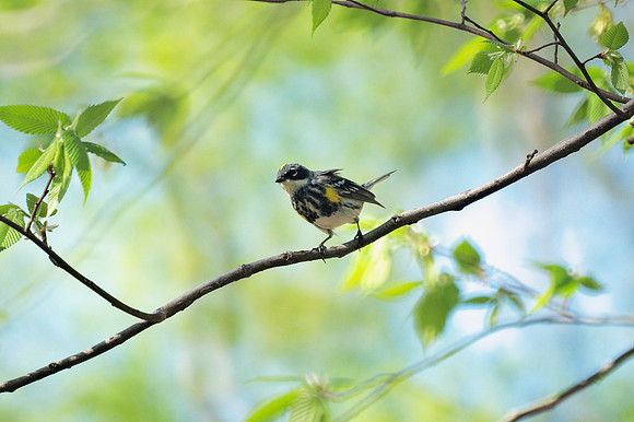 Yellow-Rumped Warbler, Central Park
