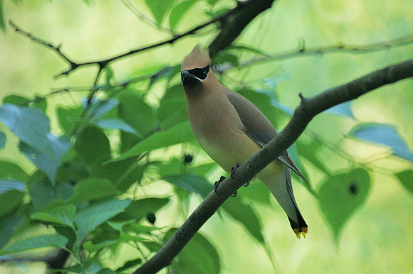 Cedar Waxwing, Central Park