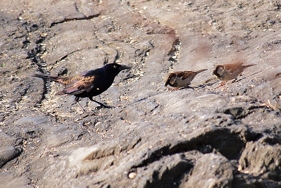 Grackle and sparrows, Central Park