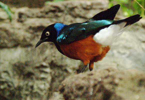 Superb Starling