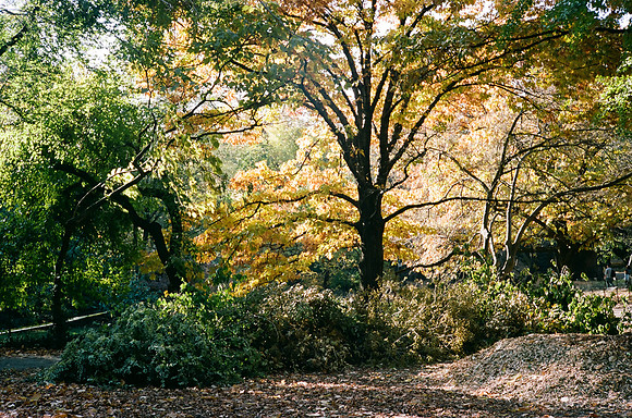 Central Park, Autumn