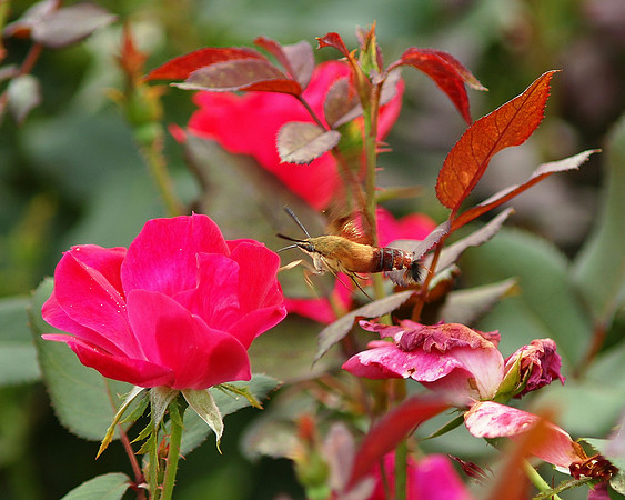 Hummingbird Moth