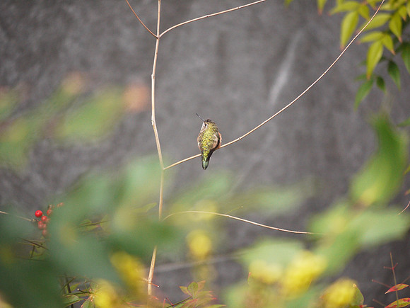 Rufous Hummingbird, Theodore Roosevelt Park