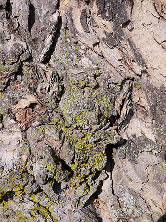 tree bark