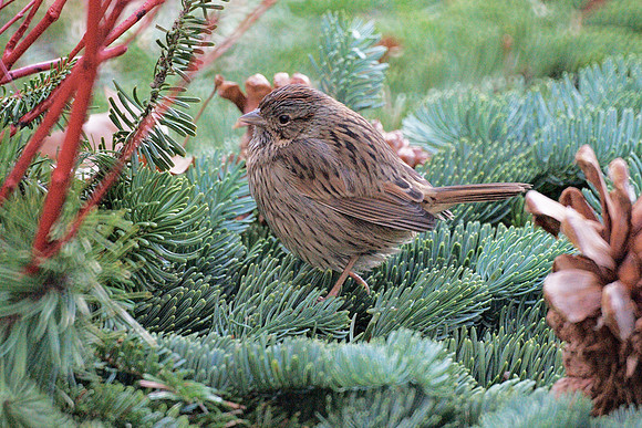 Lincoln Sparrow, Bryant Park