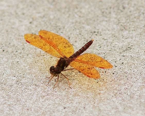 Eastern Amberwing