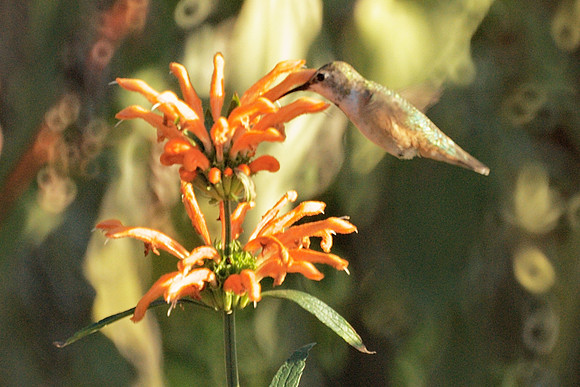 Rufous Hummingbird, Central Park