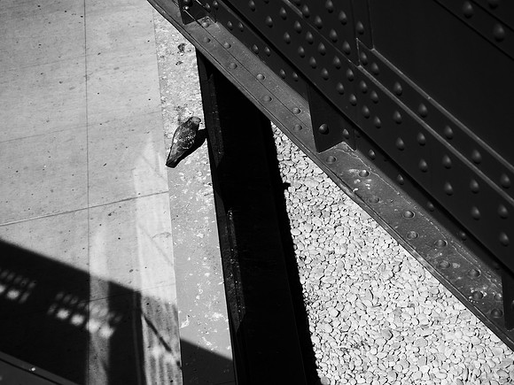 Angles, Pigeon
