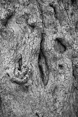 Oak Bark, Central Park