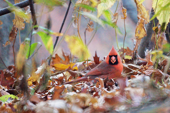 Cardinal giving me a piece of his mind
