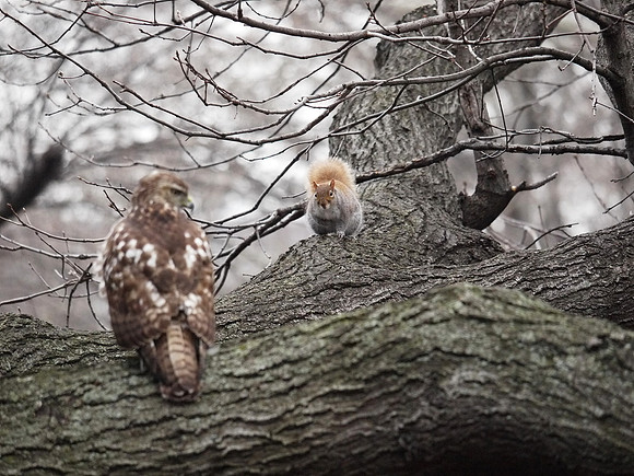 The Hawk and Squirrel Story (7)