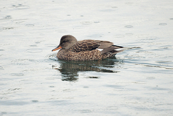Rainy day Gadwall