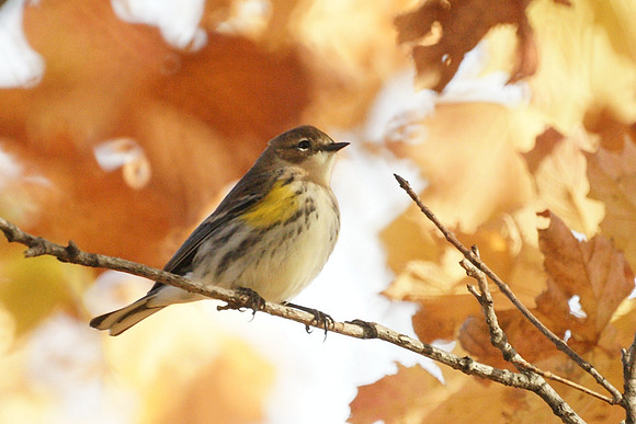 Yellow-Rumped Warbler, Autumn