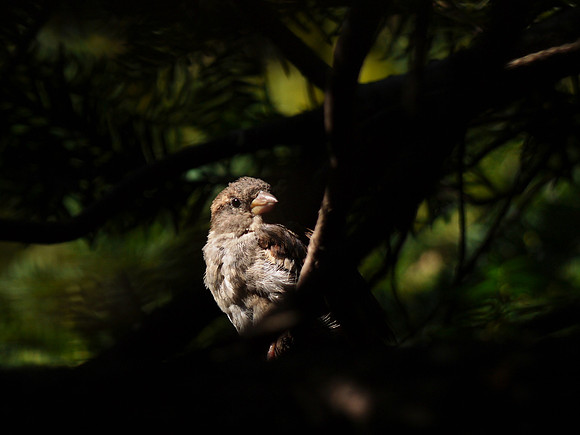 Sparrow