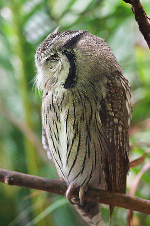 White-Faced Owl