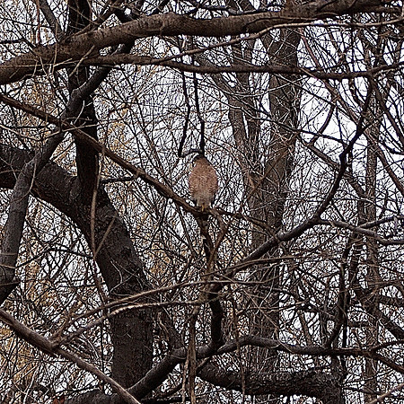 Cooper's Hawk, Central Park