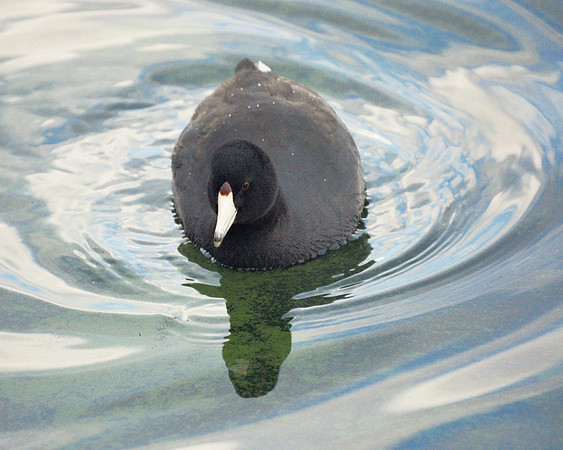 American Coot, Central Park Reservoir