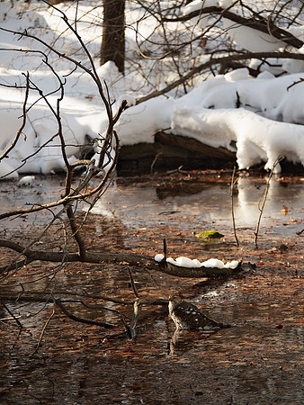 Hawk in a pool