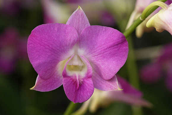 Dendrobium hybrid