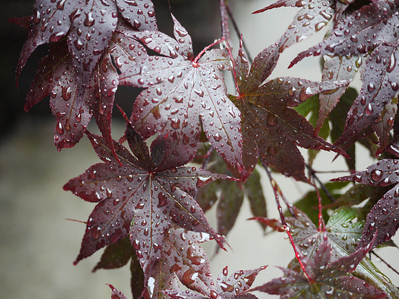 Japanese Maple, Yorkville