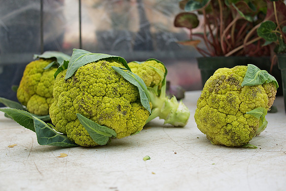 Ugly broccoli