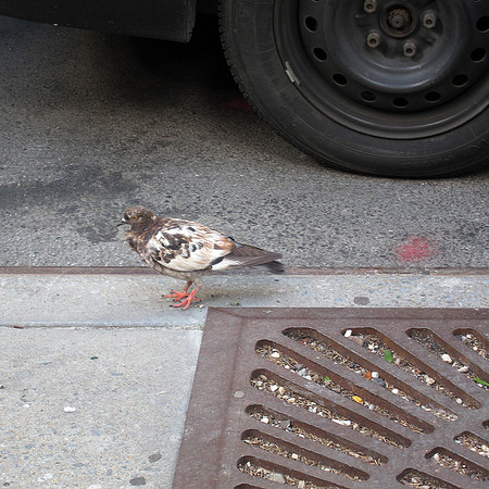 Pigeon, Upper East Side