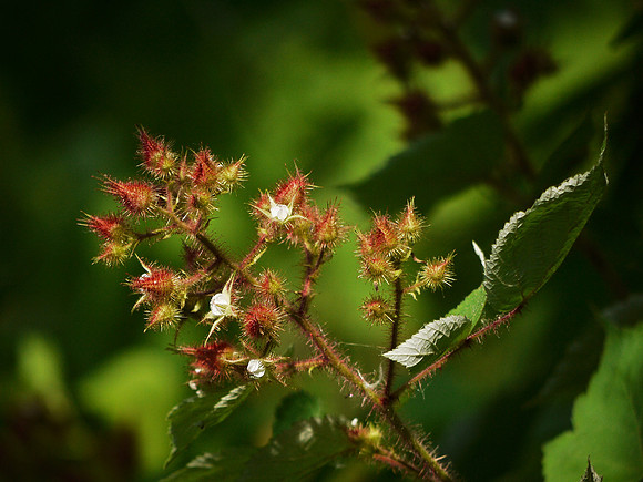 Wild Raspberry