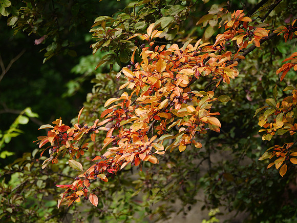 In Central Park