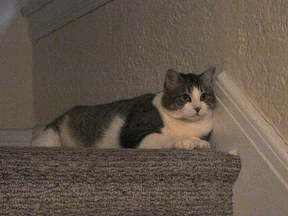 "Tiger"