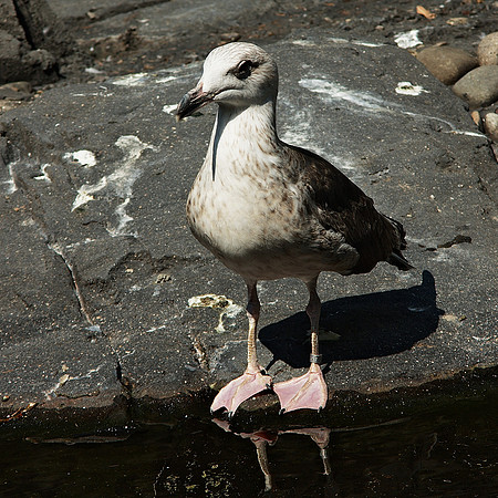 Noble