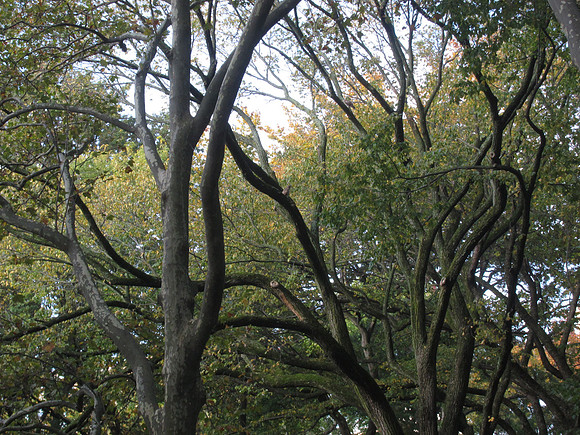 Central Park
